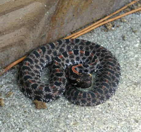 Professional Snake Control Service in Clearwater, FL