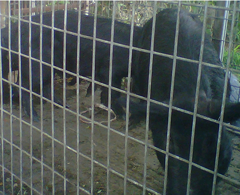 Raccoon Removal Services in Clearwater, FL